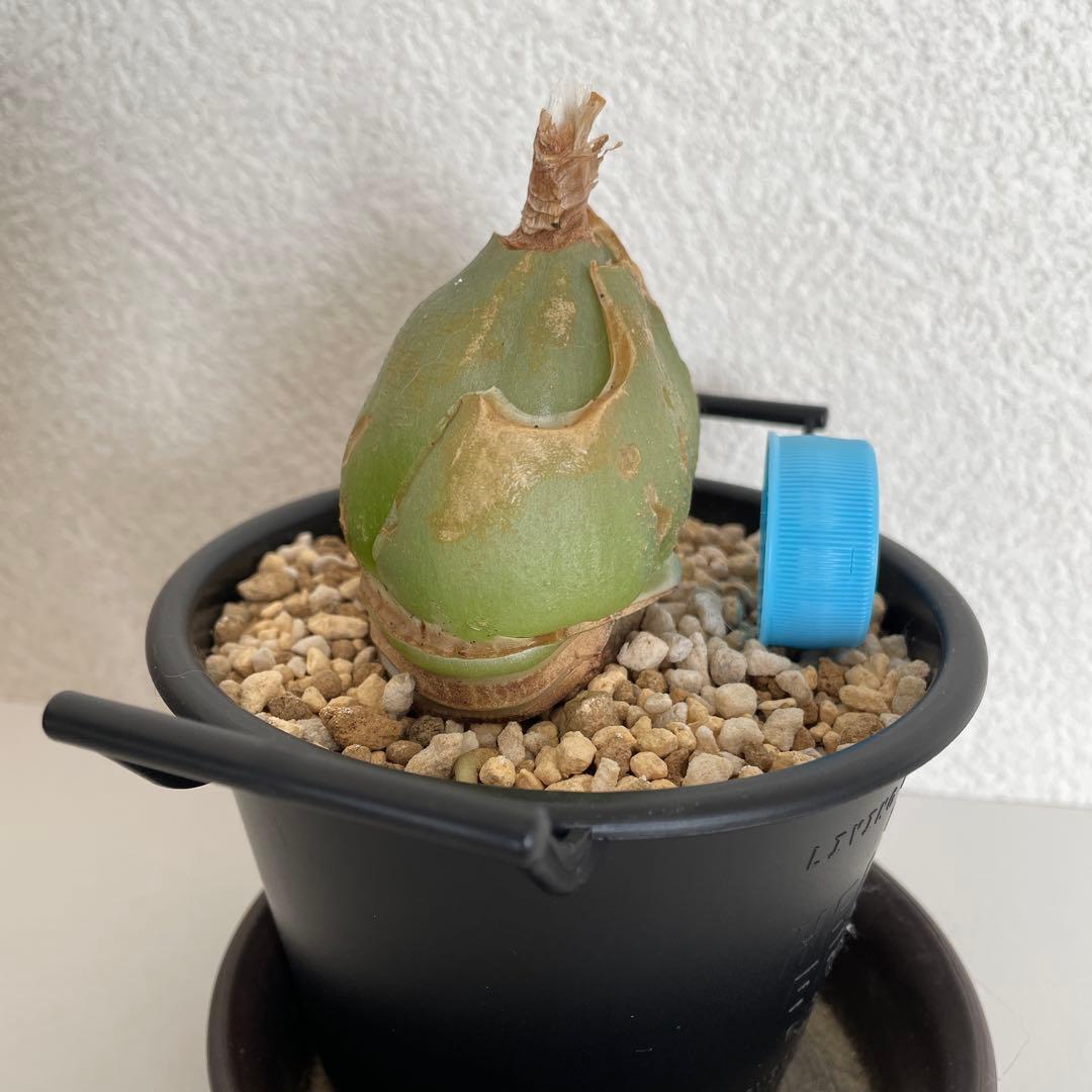 ソウカクデン抜き苗・発送休止