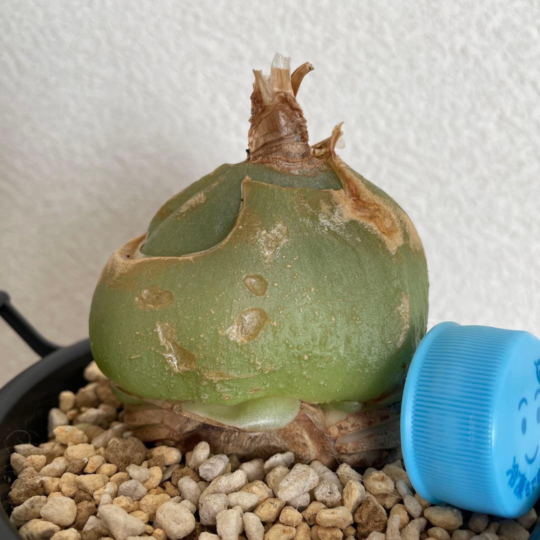 ソウカクデン抜き苗・発送休止