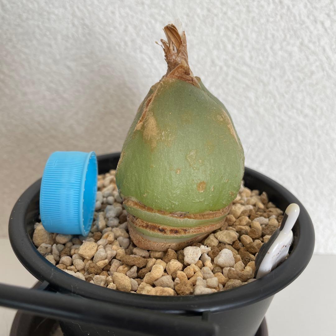 ソウカクデン抜き苗・発送休止