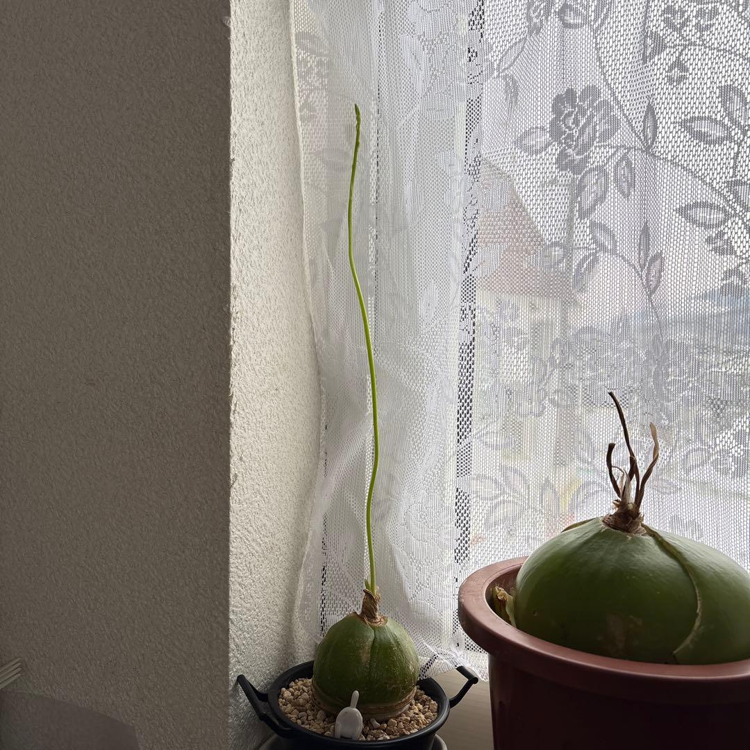 ソウカクデン抜き苗・発送休止