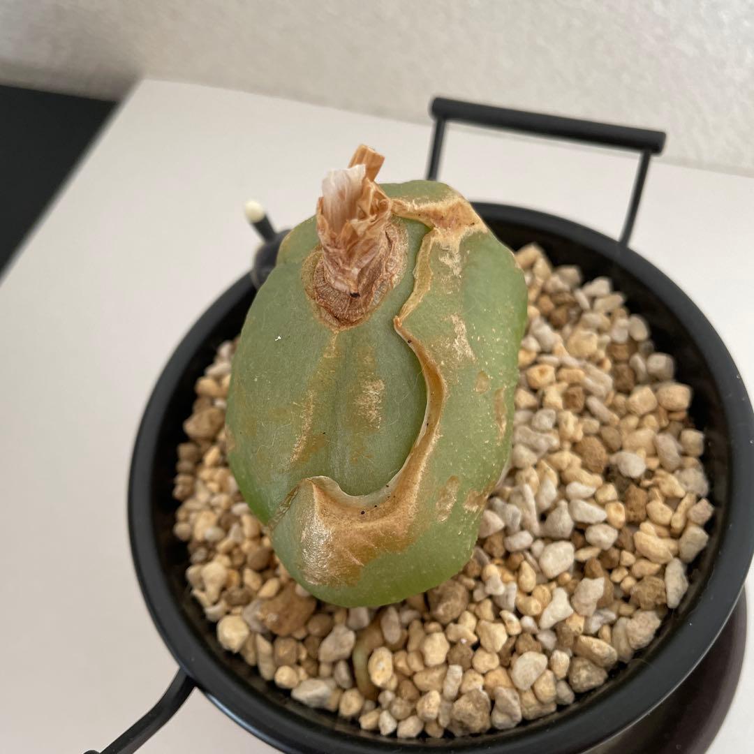 ソウカクデン抜き苗・発送休止