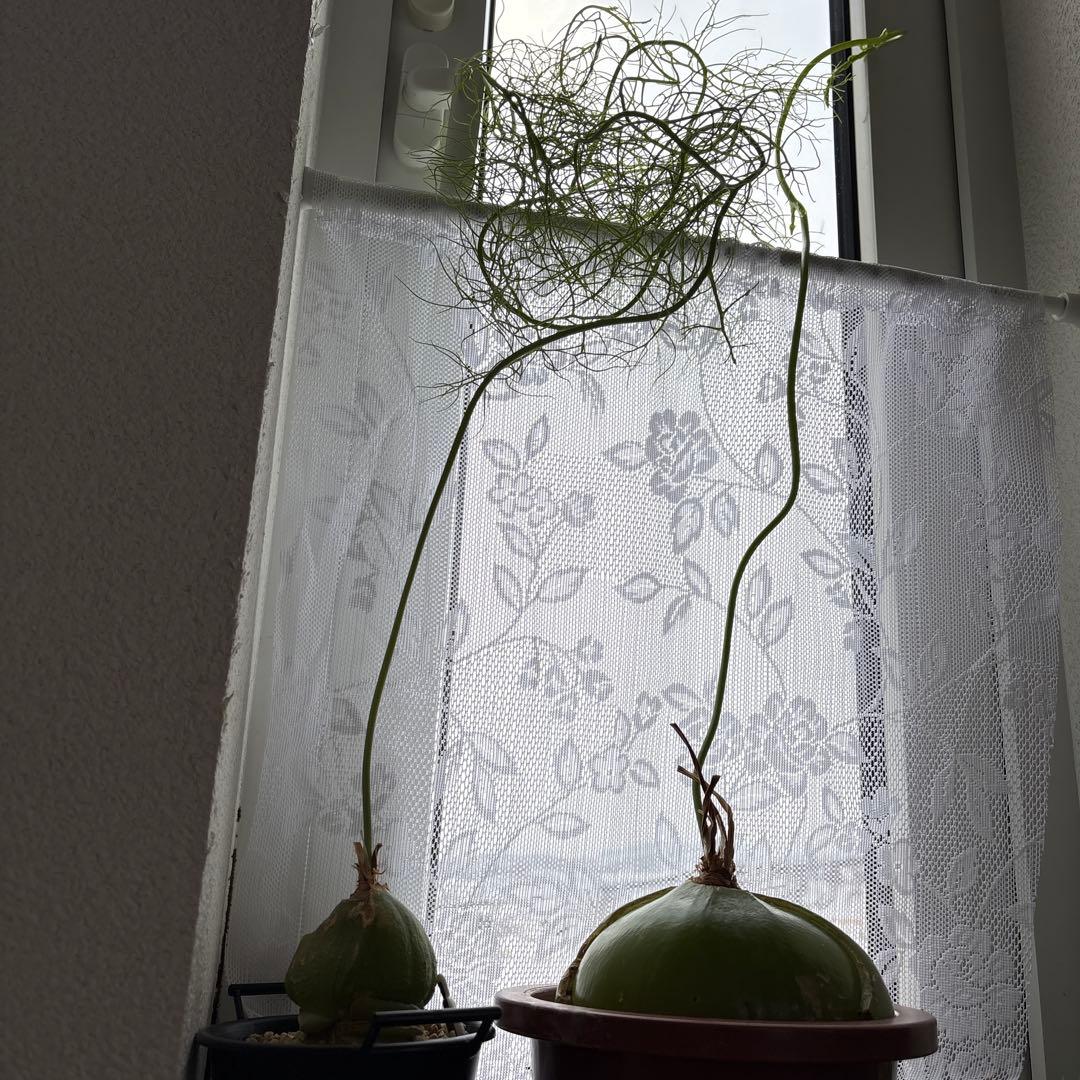 ソウカクデン抜き苗・発送休止