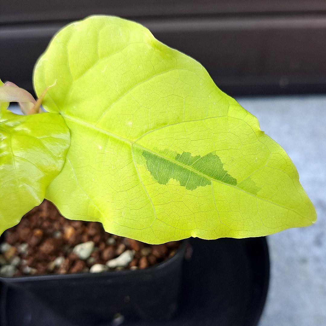 流通皆無‼️✩.*˚ウンベラータ 斑入り✩.*˚ 1 - メルカリ