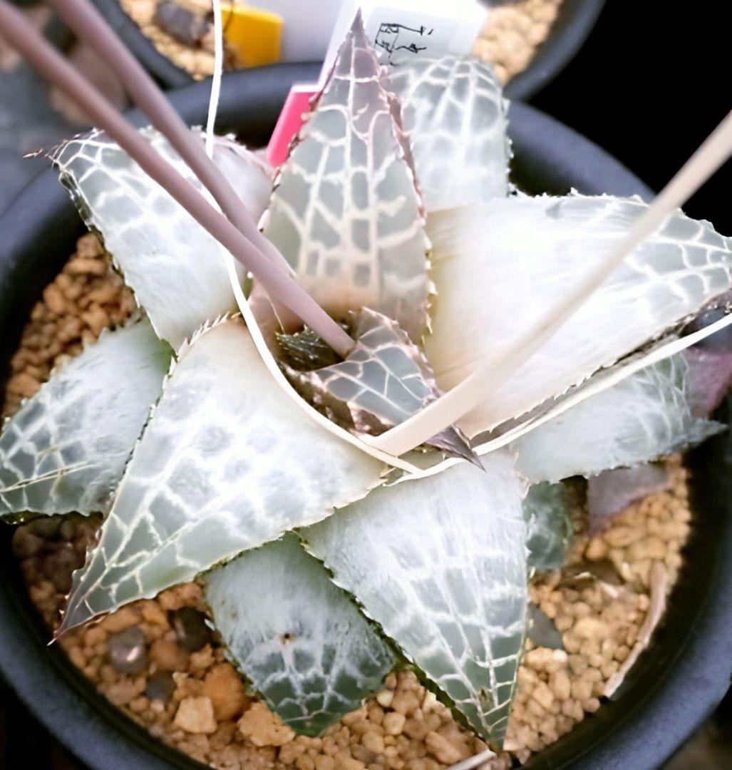 レア白系 吹雪 ホワイト達磨テッセラータ 多肉植物 ハオルチア アロエ