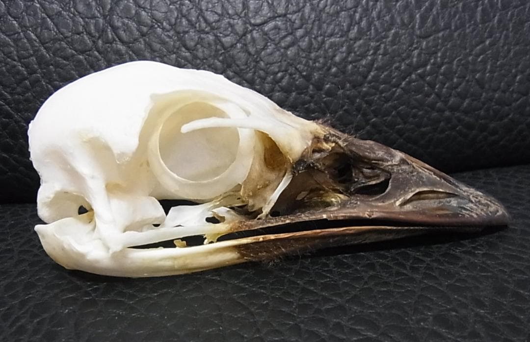 高品質！ エミュ　頭骨