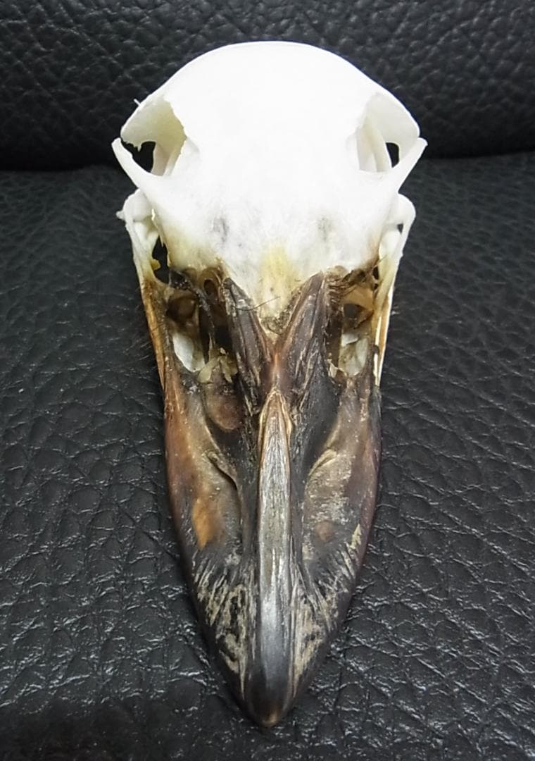 高品質！ エミュ　頭骨