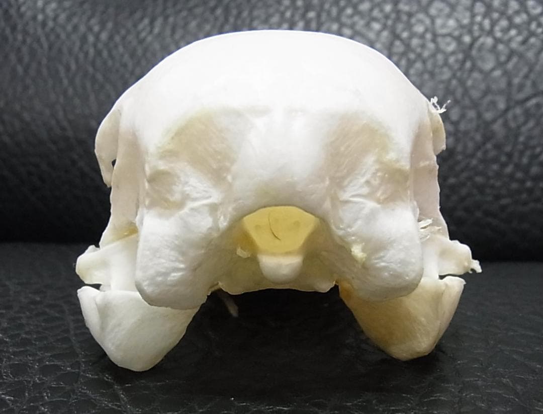 高品質！ エミュ　頭骨