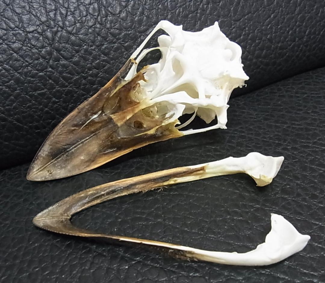 高品質！ エミュ　頭骨