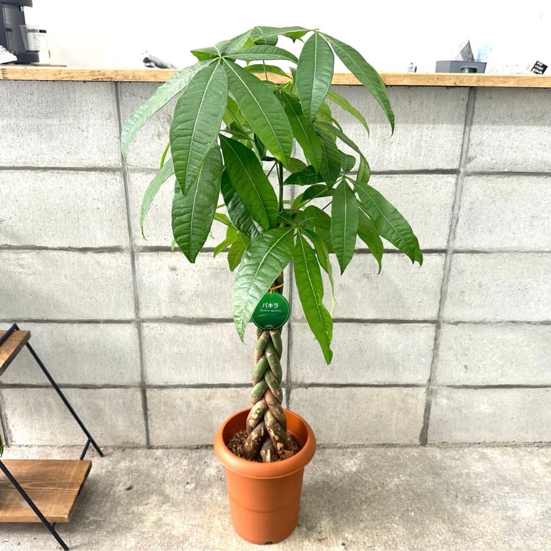 新芽沢山動いてます·͜· ♡】パキラ 編み込み 三つ編み - メルカリ