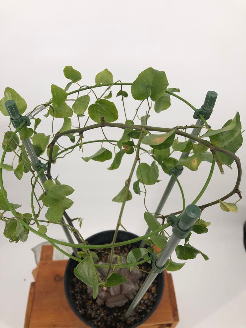 ② アフリカ亀甲竜　5号