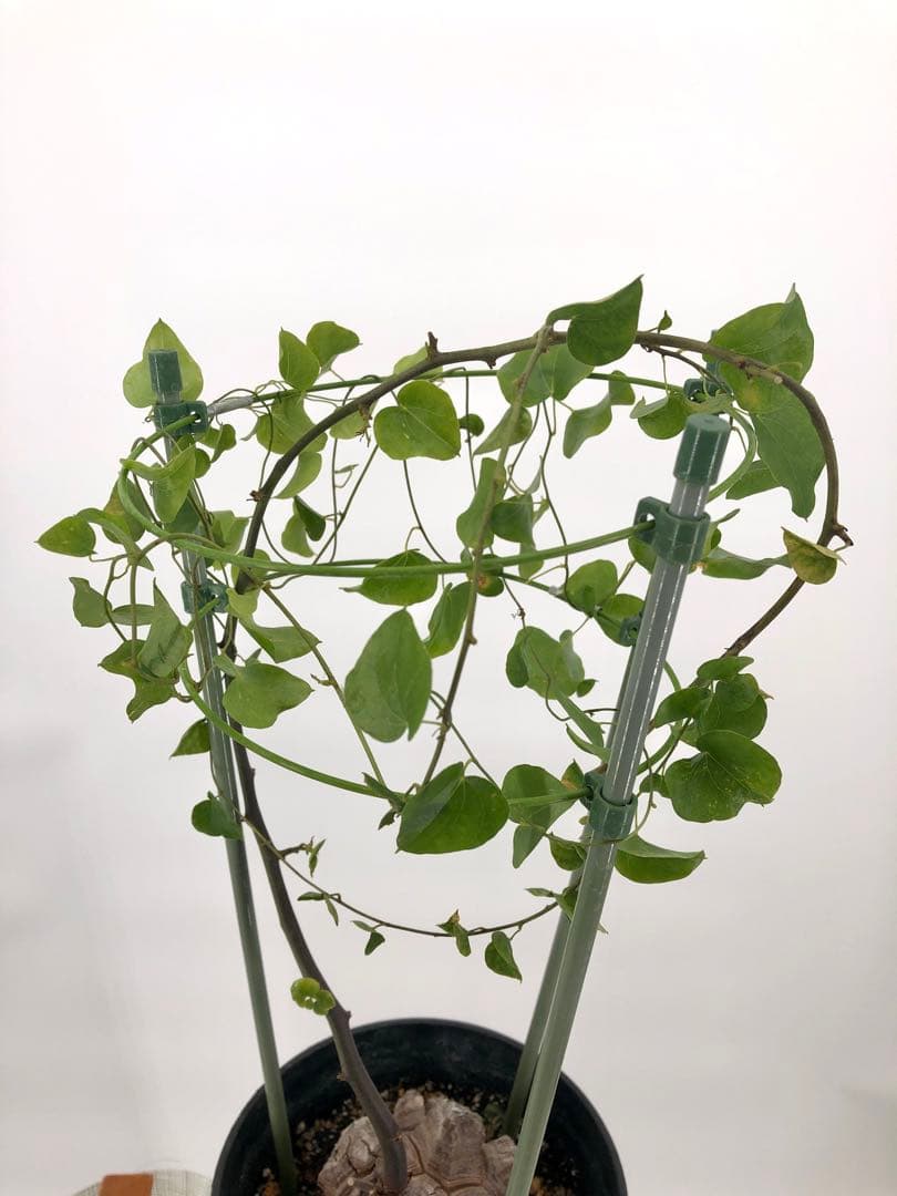 ② アフリカ亀甲竜　5号