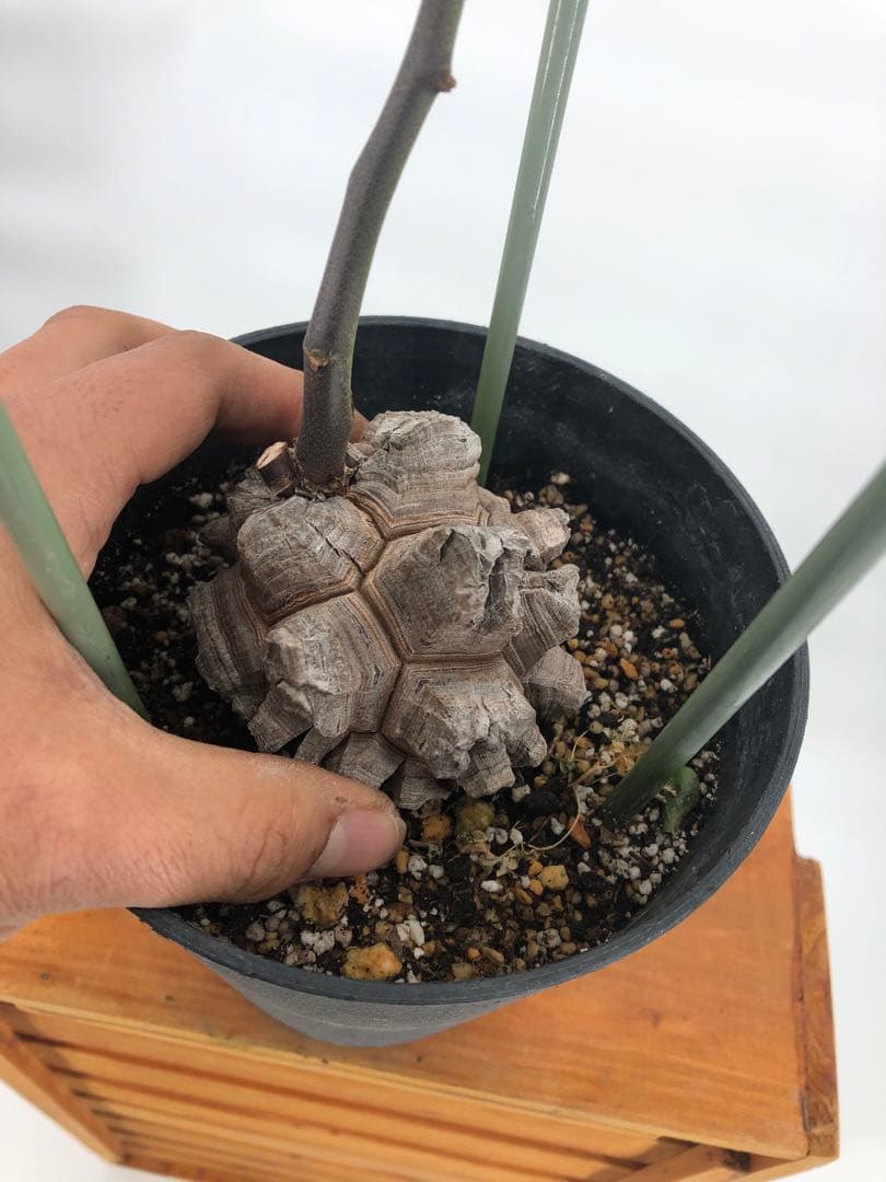 ② アフリカ亀甲竜　5号