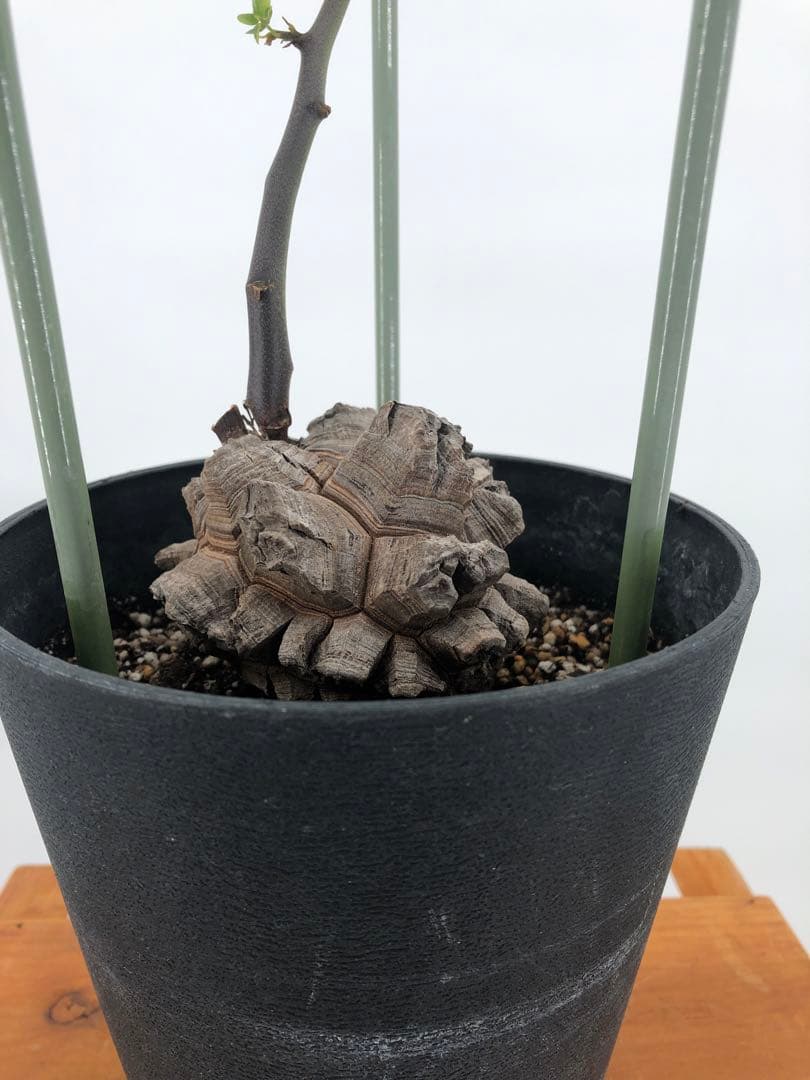 ② アフリカ亀甲竜　5号