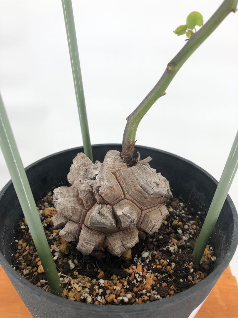 ② アフリカ亀甲竜　5号