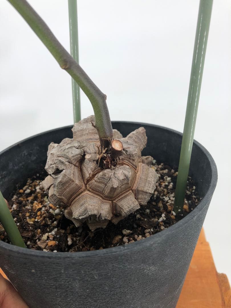 ② アフリカ亀甲竜　5号