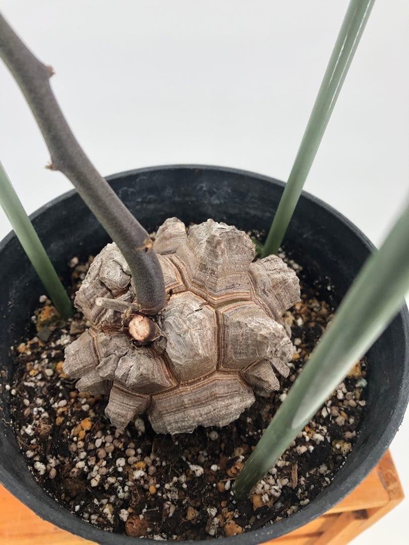 ② アフリカ亀甲竜　5号