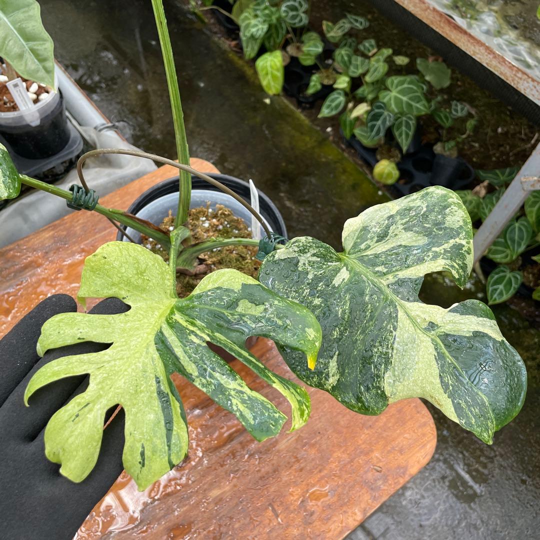 モンステラ　オーシャンミント　マスターピース　美健康株　美斑入り