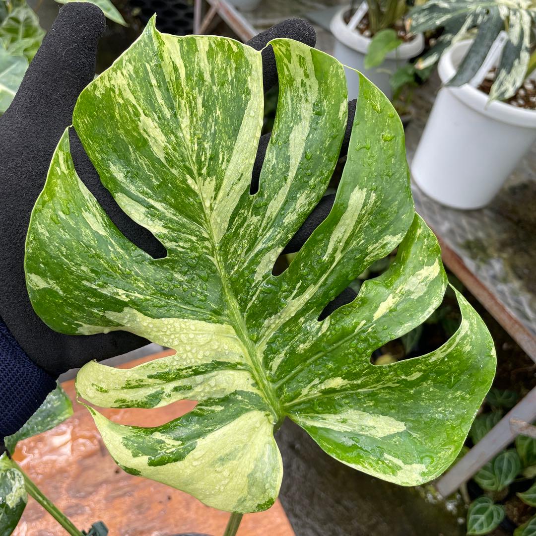 モンステラ　オーシャンミント　マスターピース　美健康株　美斑入り