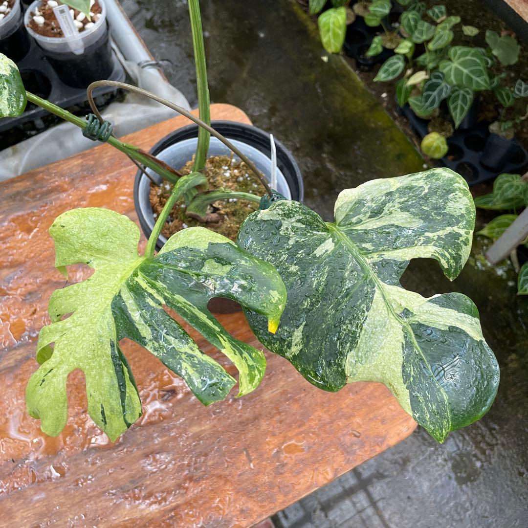 モンステラ　オーシャンミント　マスターピース　美健康株　美斑入り