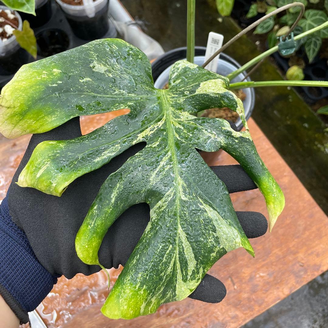 モンステラ　オーシャンミント　マスターピース　美健康株　美斑入り