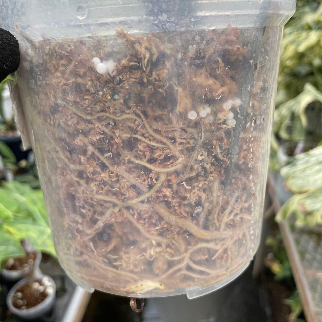 モンステラ　オーシャンミント　マスターピース　美健康株　美斑入り