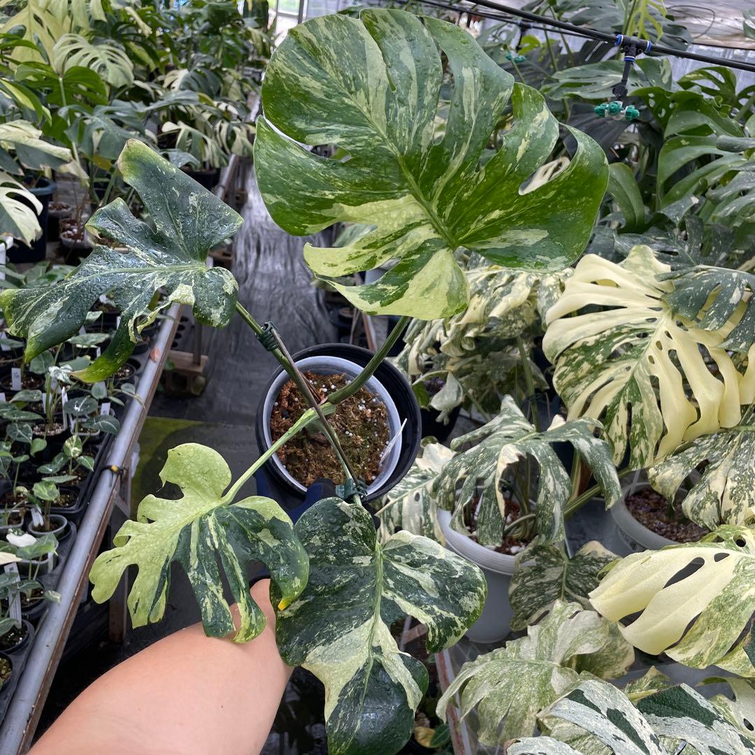 モンステラ　オーシャンミント　マスターピース　美健康株　美斑入り