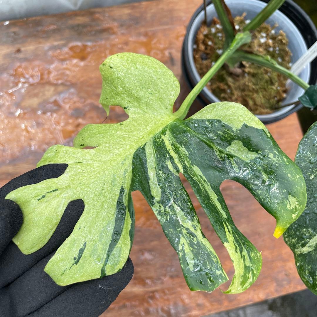 モンステラ　オーシャンミント　マスターピース　美健康株　美斑入り