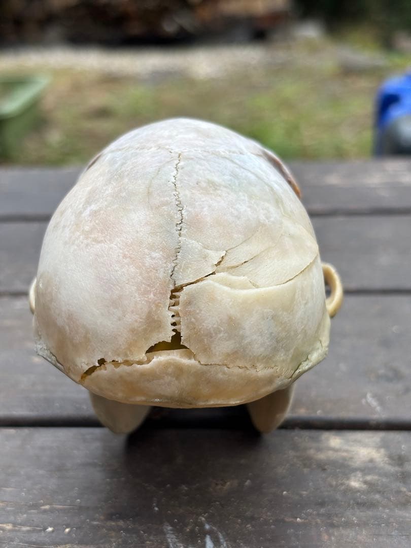 ニホンザルの頭骨