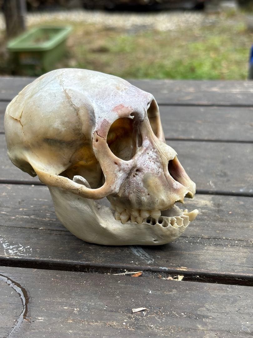 ニホンザルの頭骨