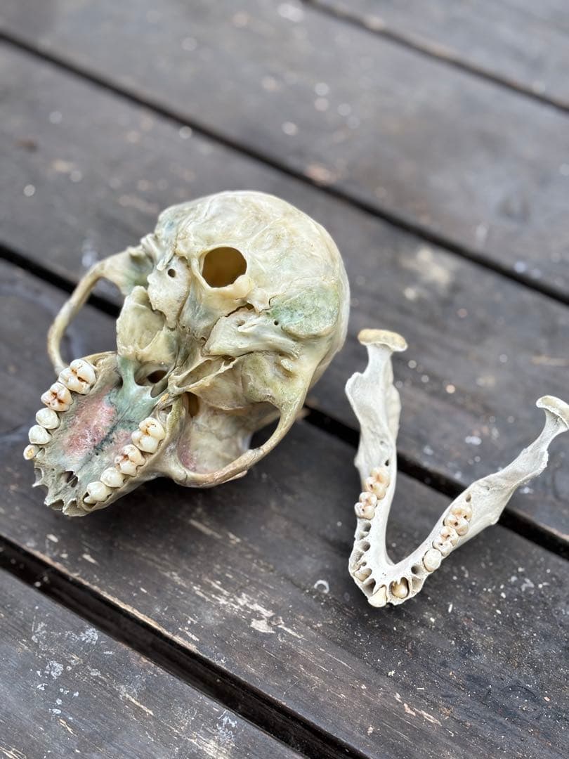 ニホンザルの頭骨