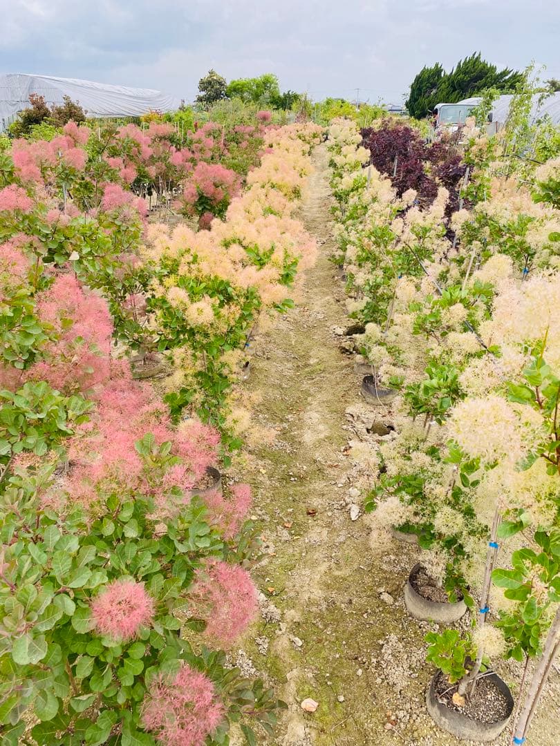 かん椿スモークツリー