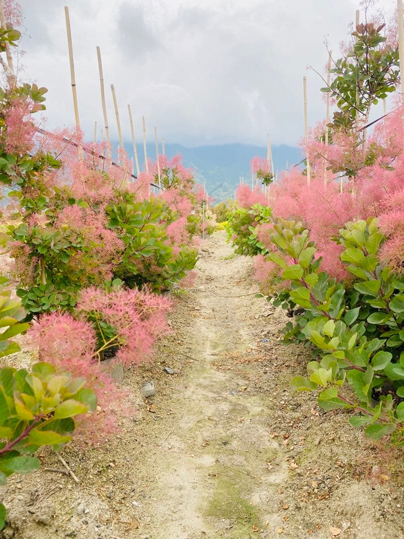 かん椿スモークツリー