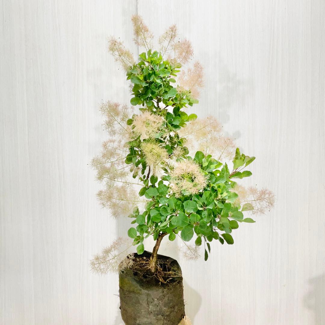 かん椿スモークツリー