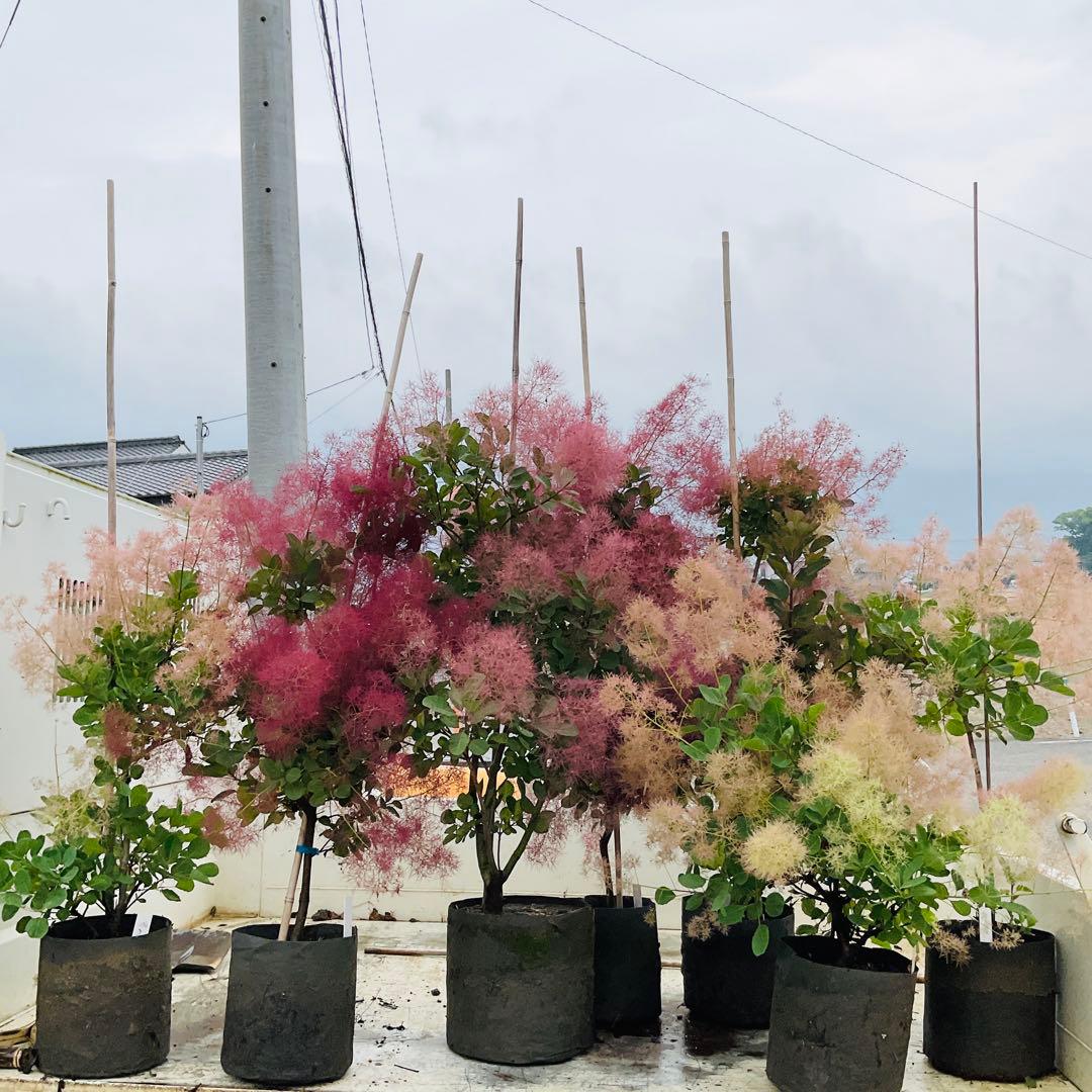 かん椿スモークツリー