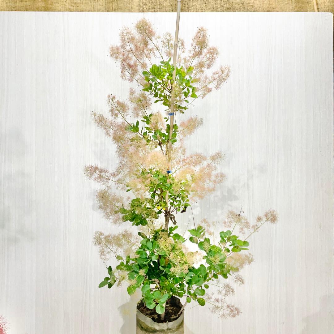 かん椿スモークツリー