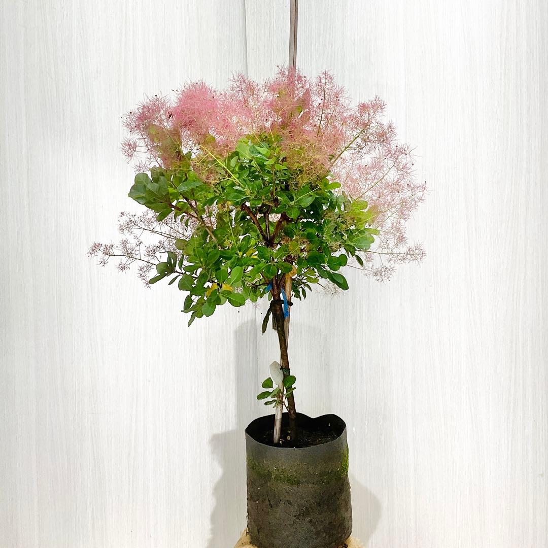 かん椿スモークツリー