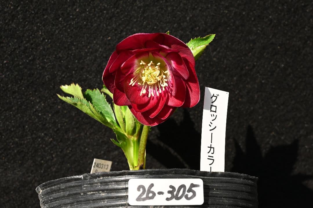 クリスマスローズ 認定グロッシーカラー レッドリバーシブル 加藤農園