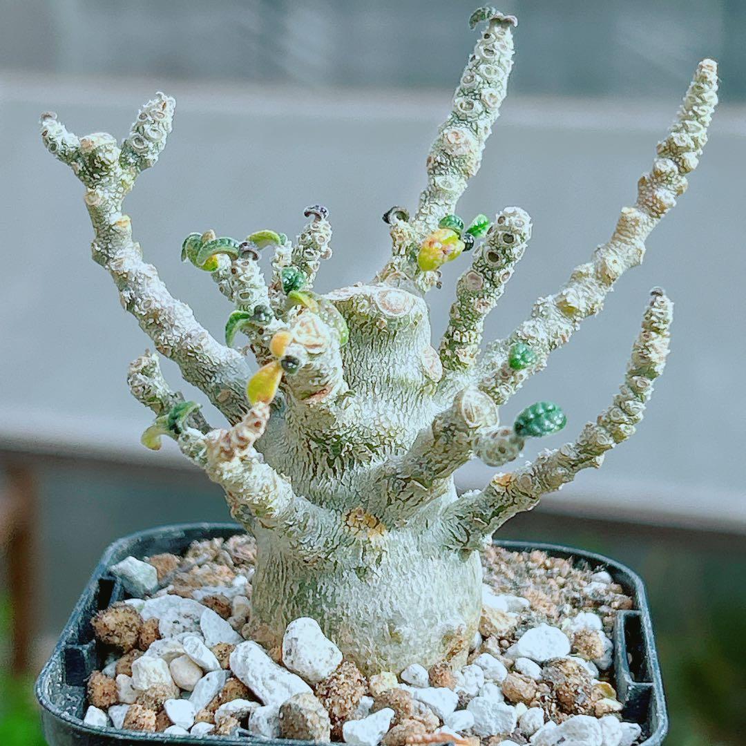 【将来有望★超選抜株★早い者勝ち】　ドルステニア　ギガス　実生　塊根凄すぎる41