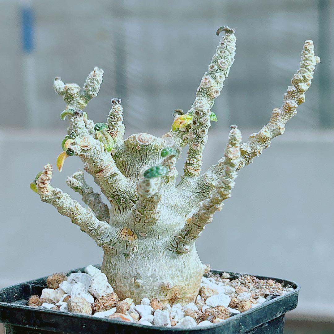 【将来有望★超選抜株★早い者勝ち】　ドルステニア　ギガス　実生　塊根凄すぎる41