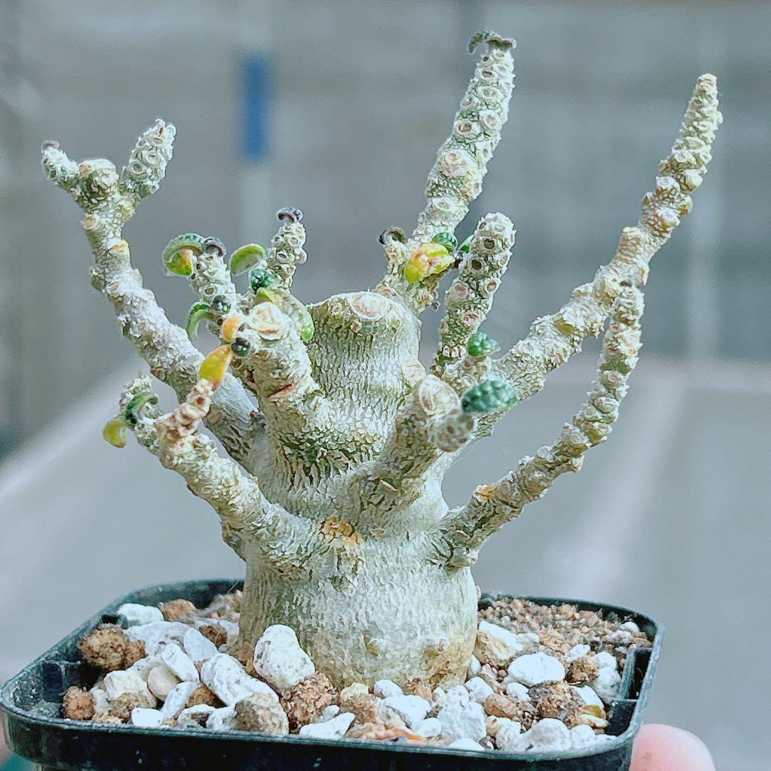 【将来有望★超選抜株★早い者勝ち】　ドルステニア　ギガス　実生　塊根凄すぎる41