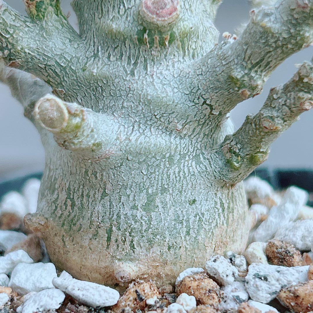 【将来有望★超選抜株★早い者勝ち】　ドルステニア　ギガス　実生　塊根凄すぎる41