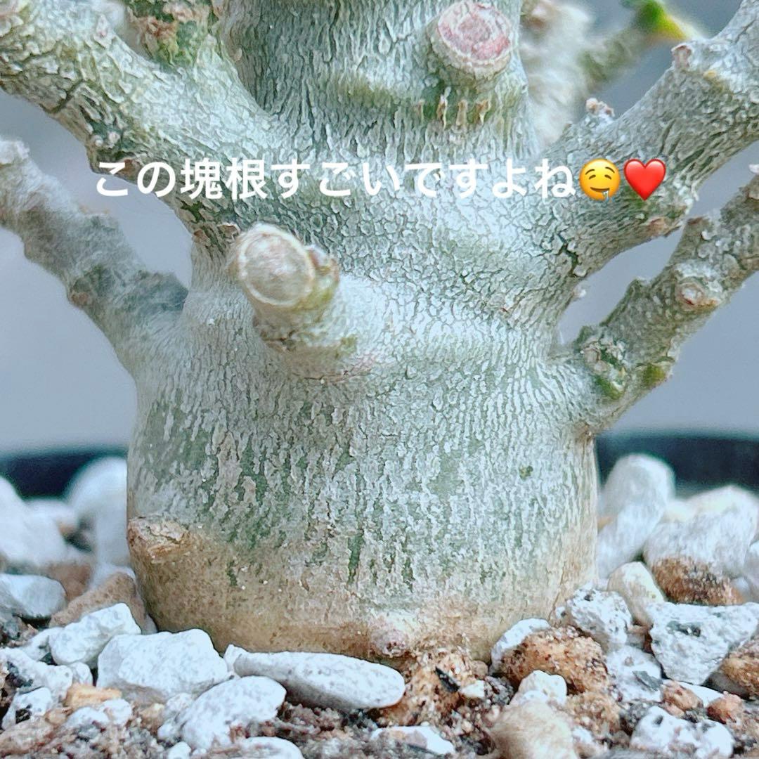 【将来有望★超選抜株★早い者勝ち】　ドルステニア　ギガス　実生　塊根凄すぎる41