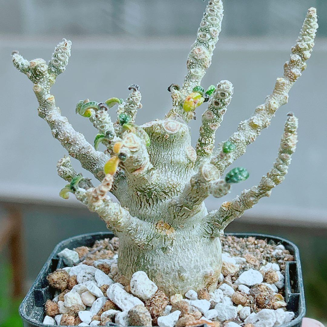 【将来有望★超選抜株★早い者勝ち】　ドルステニア　ギガス　実生　塊根凄すぎる41