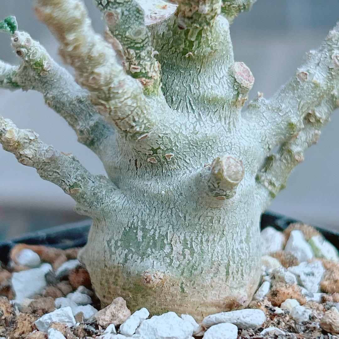 【将来有望★超選抜株★早い者勝ち】　ドルステニア　ギガス　実生　塊根凄すぎる41