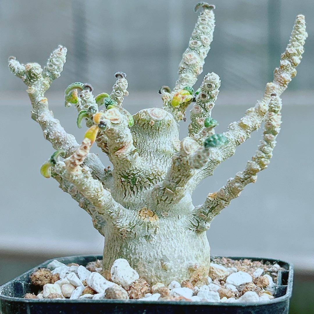 【将来有望★超選抜株★早い者勝ち】　ドルステニア　ギガス　実生　塊根凄すぎる41