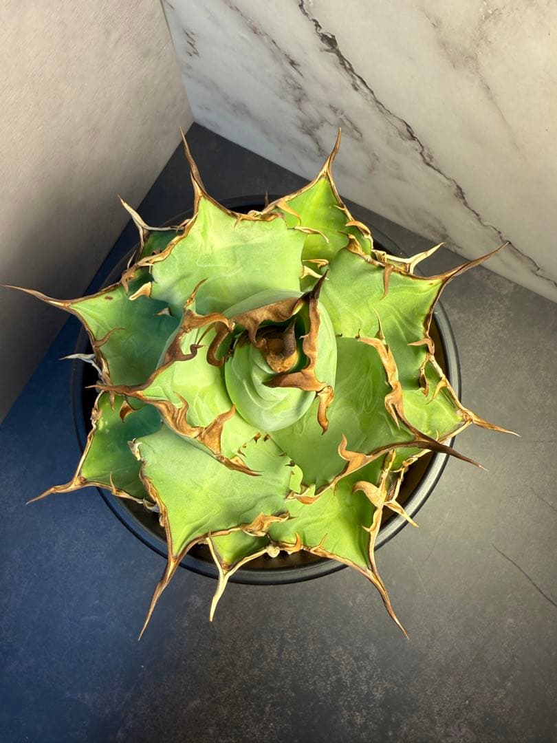 アガベ［チタノタ ハデス 黒帝斯］｜匿名配送・鉢ごと発送