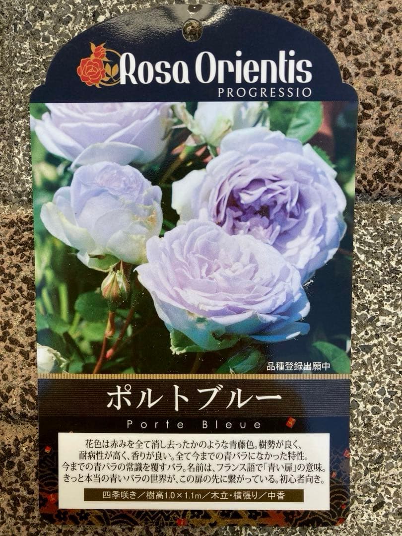 ポルトブルー☆バラ大苗☆ロサオリエンティス☆プログレッシオ☆バラの