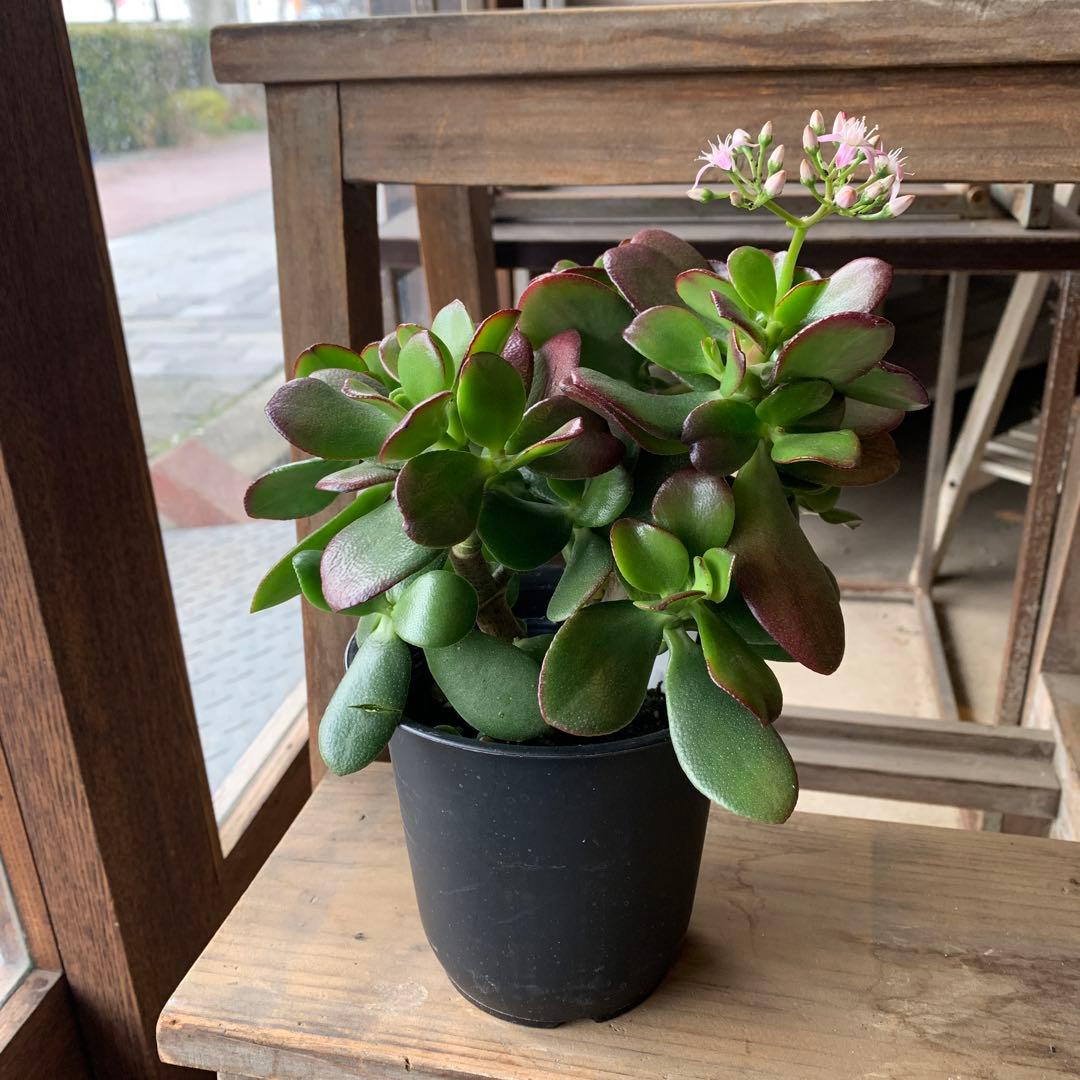 金のなる木 桜花月 4号鉢サイズ 鉢植え カネノナルキ 金の成る木 多肉