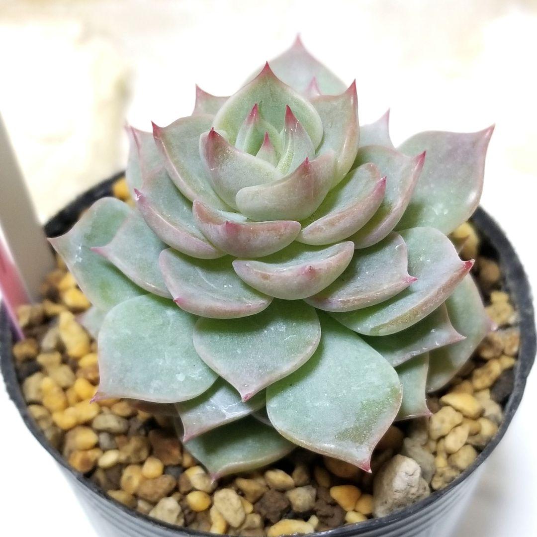 桃染華 ④ 抜き苗 おらいさん 多肉植物 札なし 6cmポット - メルカリ