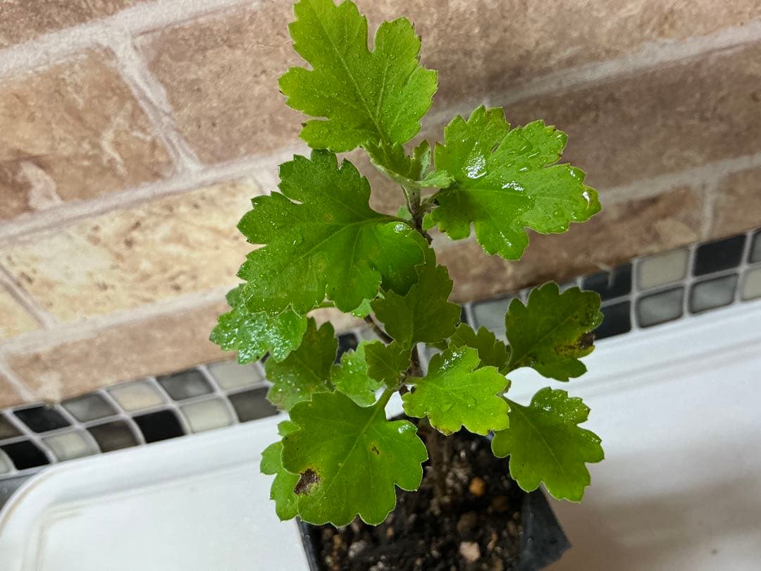 ピンク系小菊　秋咲き　1苗